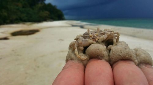 Close-up of seashells