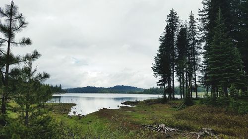 Scenic view of trees by lakeshore