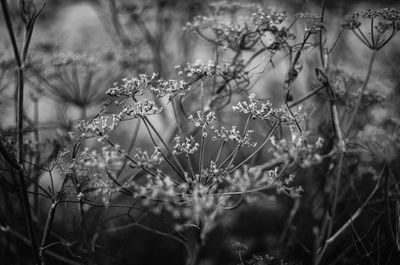 Close-up of wet plants in rainy season