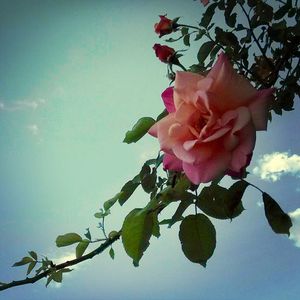 Low angle view of pink roses