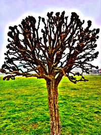 Trees on grassy field