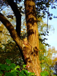 Close-up of tree trunk in forest