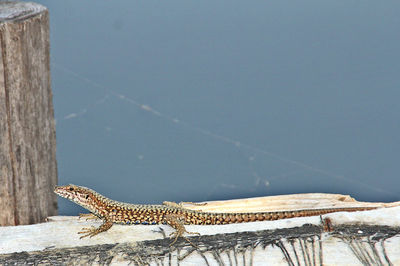 Close-up of lizard on rock