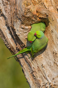 Rose-ringed parakeets perching on tree trunk