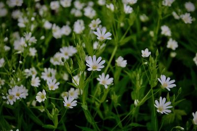 Close-up of white daisy flowers on field