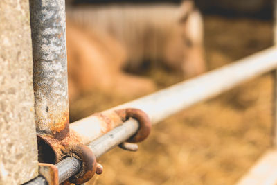 Close-up of rusty metal fence