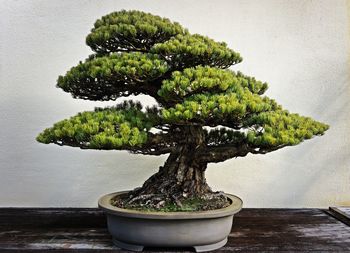 Bonsai tree on table