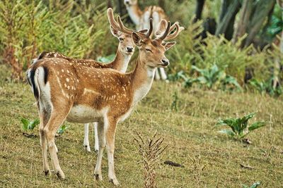 Side view of deer standing on field