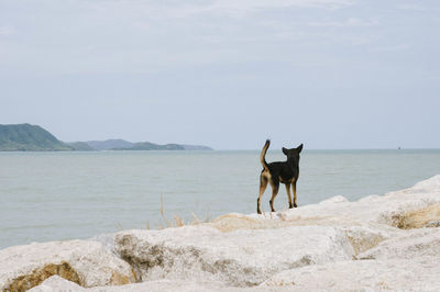 Dog on cliff by sea against sky