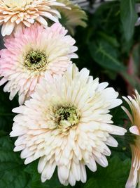 Close-up of flowers blooming outdoors