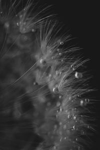 Close-up of wet dandelion against black background