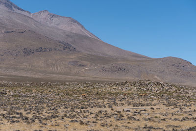 Scenic view of desert against clear blue sky