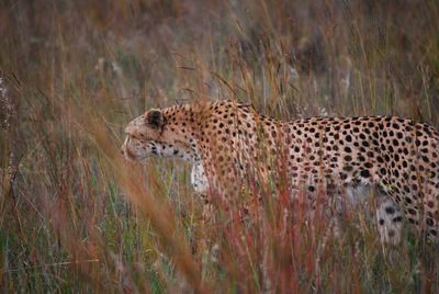 Wild cheetah strolling through long grass