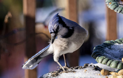 Close-up of bird perching