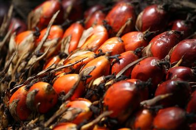 High angle view of oil palm fruits
