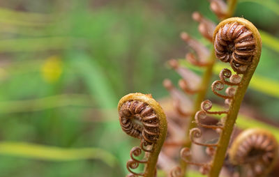 Close-up of snail on leaf