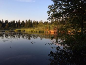 Reflection of trees in calm lake