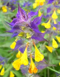 Close-up of purple flowers