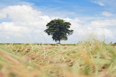 Tree on field against sky