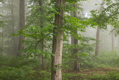 Trees in forest