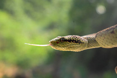 Close-up of snake