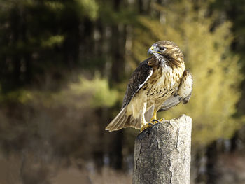 A red-tailed hawk perches on an old tree trunk.