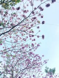 Low angle view of flowering tree against sky