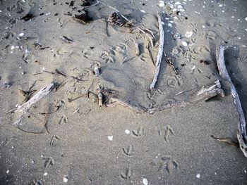 High angle view of starfish on beach