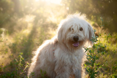 Close-up of dog on a sunset 