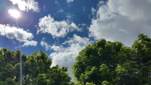 Low angle view of trees against sky