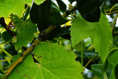 Close-up of plant growing on tree