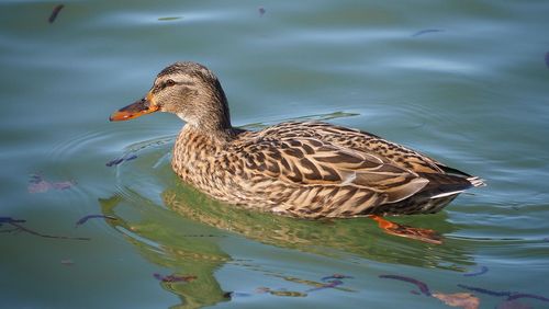 Duck swimming in lake