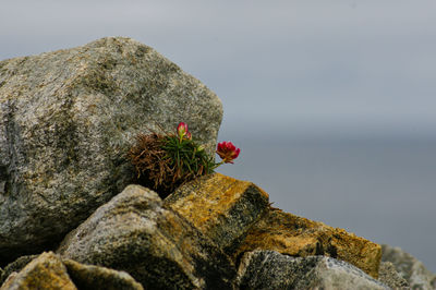 Close-up of bird perching on rock against sky