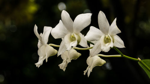 Close-up of white flowers blooming outdoors