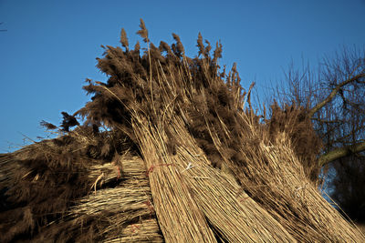 Low angle view of tree against clear sky