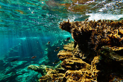 Close-up of coral swimming in sea