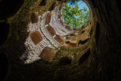 Directly below shot of tree trunk