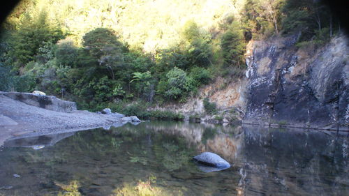 Reflection of trees in water