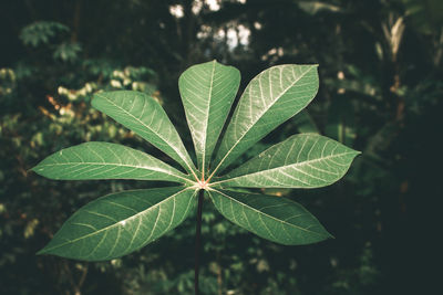 Close-up of plant leaves