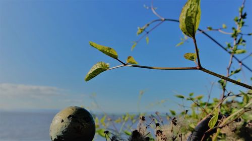 Close-up of plant against blue sky