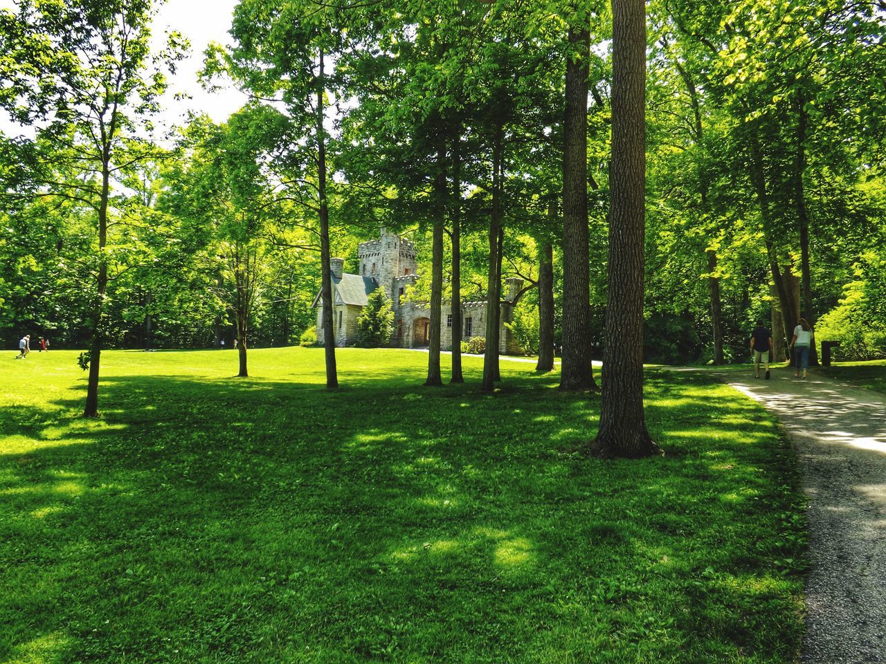 tree, tree trunk, park - man made space, grass, growth, tranquility, green color, nature, park, tranquil scene, sunlight, shadow, beauty in nature, footpath, branch, treelined, scenics, day, outdoors, landscape