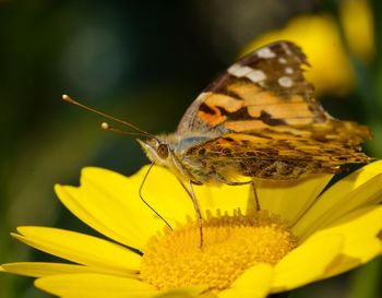 Close-up of butterfly pollinating on yellow flower