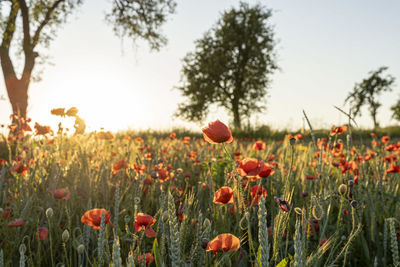Close-up of poppies on field against sky