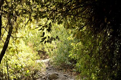 Plants and trees in forest