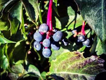 Close-up of berries growing on tree