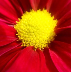 Close-up of fresh red flower blooming outdoors