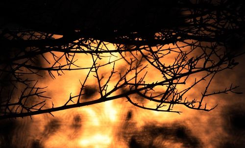 Close-up of silhouette bird on bare tree against sky