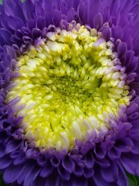 Close-up of purple dahlia flowers