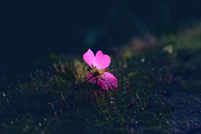 Close-up of pink flower blooming outdoors