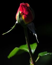 Close-up of pink flower blooming against black background